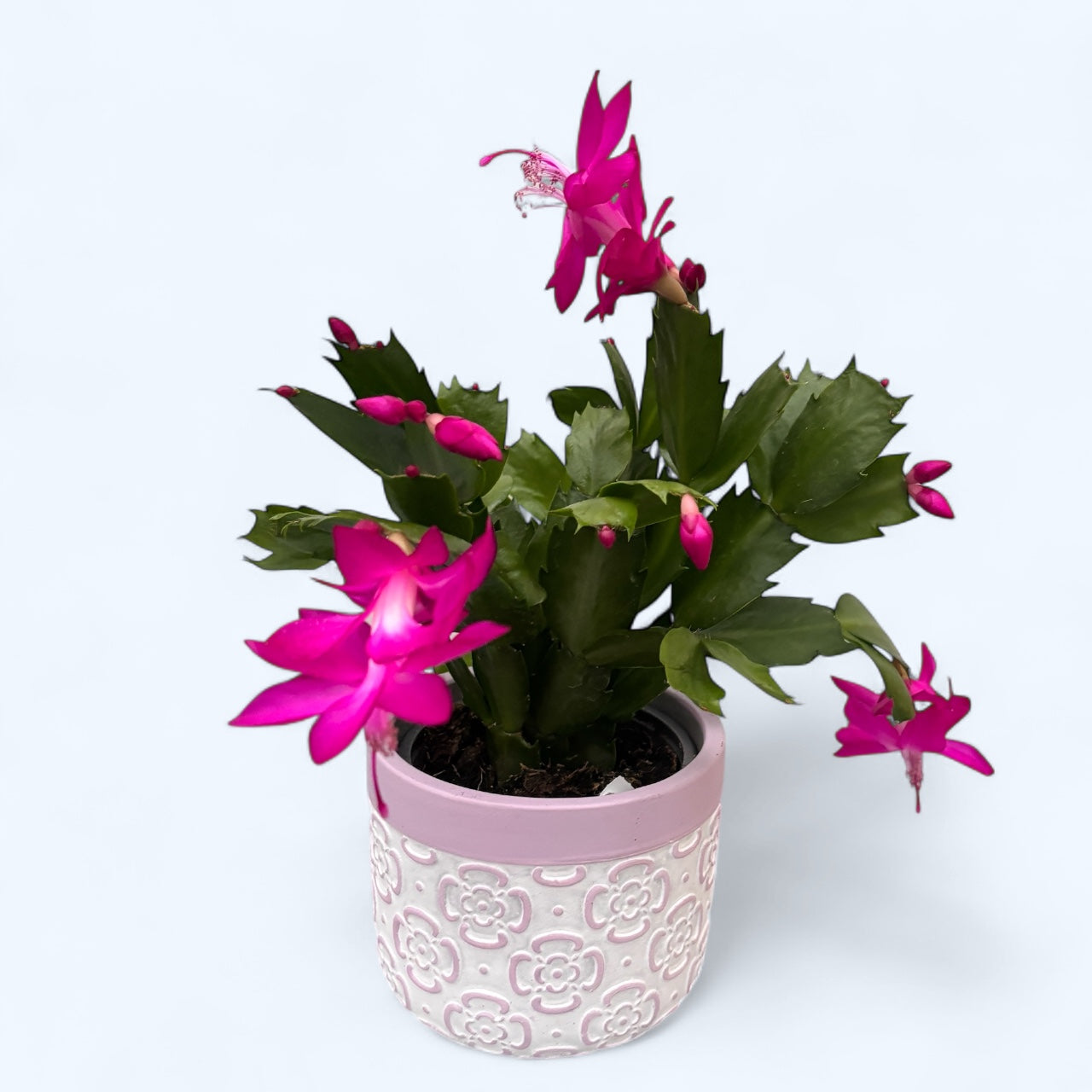 Schlumbergera ‘Thor Sharon’ (Craciunita fuchsia-ciclam) 2pp