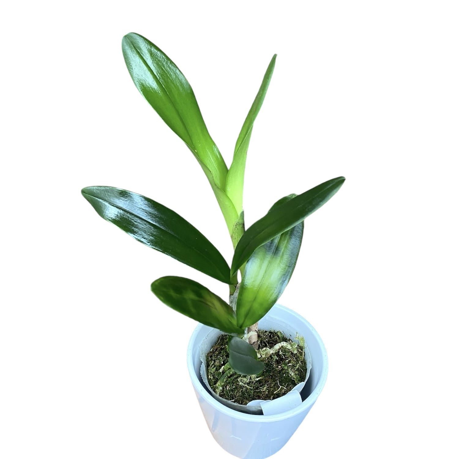 Rlc. Village Chief North