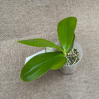 Phalaenopsis Haur Jih Fancy 'A06669'