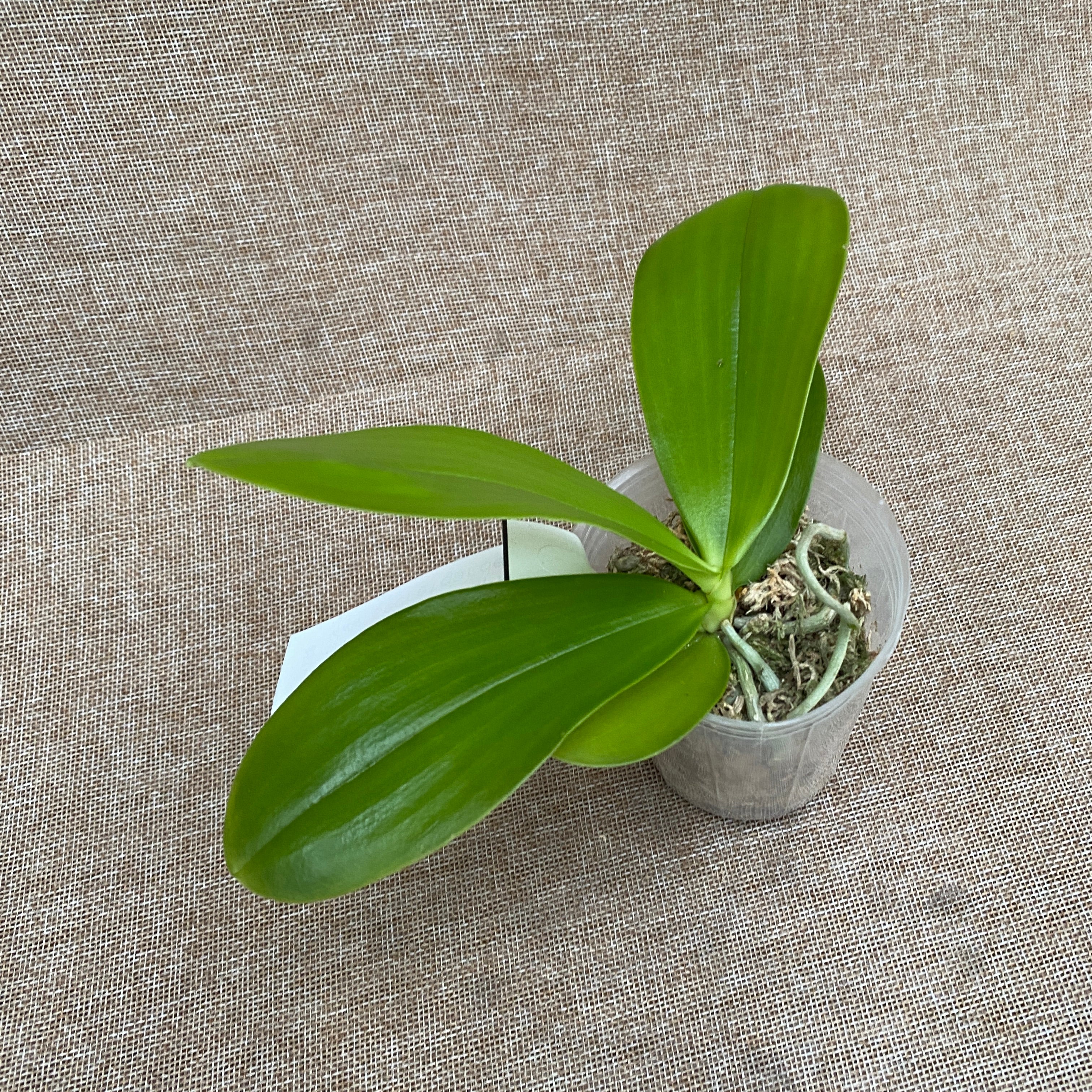 Phalaenopsis Haur Jih Fancy 'A06669'