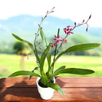 Oncidium Katrin Zoch 'Mieke' (kirjavalehtinen) - tuoksuvat kukat