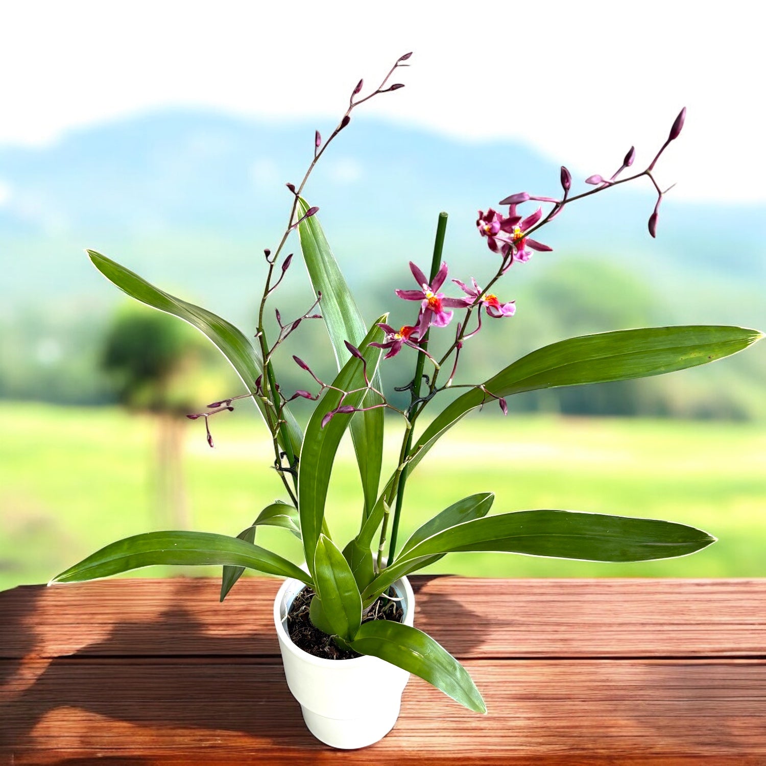 Oncidium Katrin Zoch 'Mieke' (variegated) - fragrant flowers