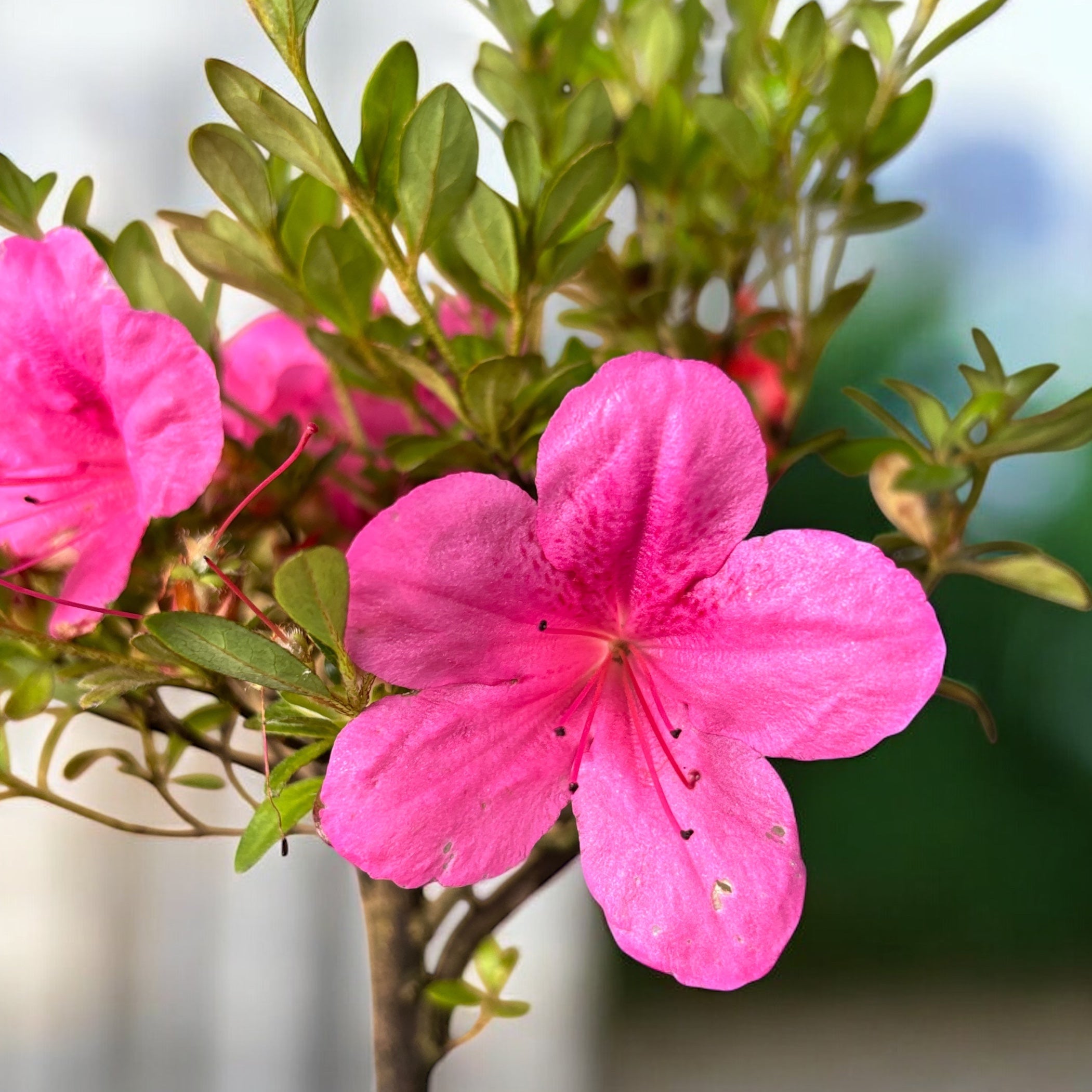Bonsai Azalea Japonica (Rhododendron)
