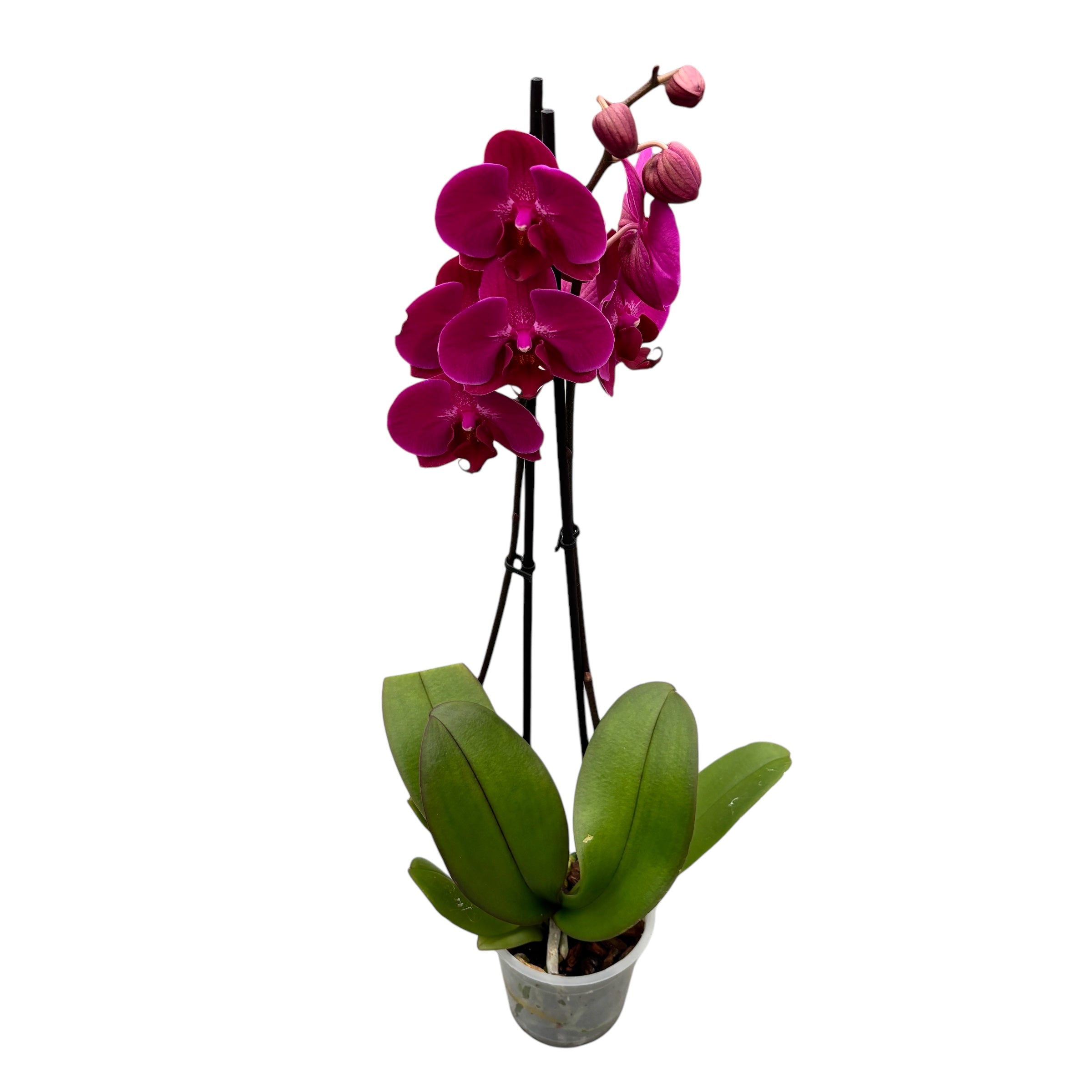 Phalaenopsis Anthura Stellenbosch