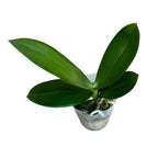 Phalaenopsis Miki Wagashi (πελωρική) αρωματικά άνθη