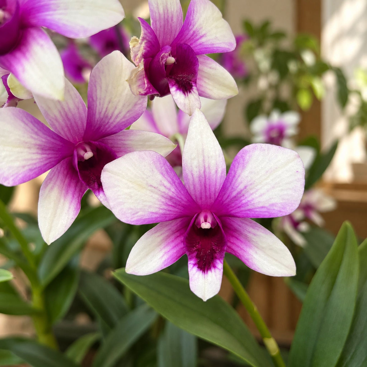 Dendrobium Phalaenopsis Polar Fire