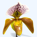 Paphiopedilum mezcla híbrida USA