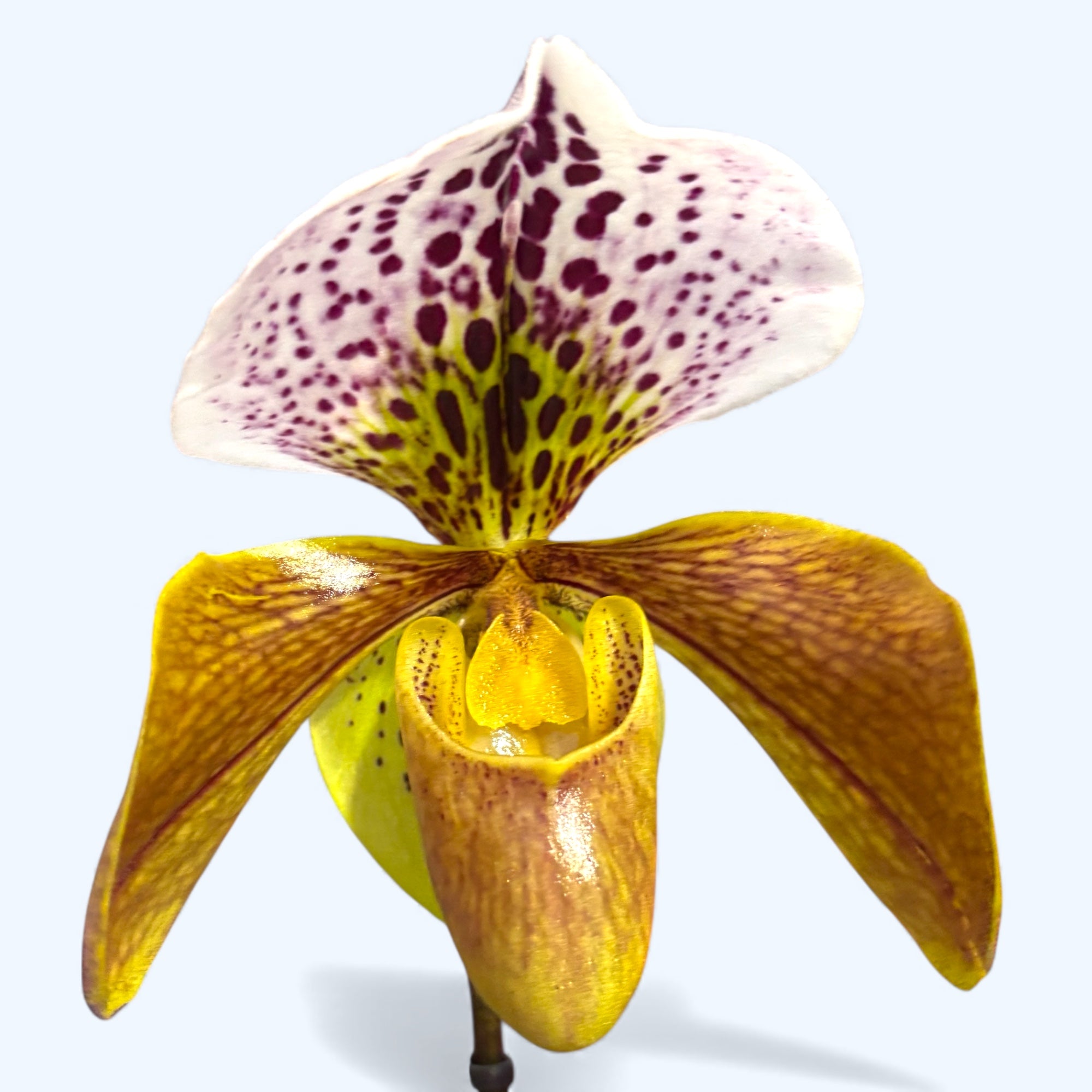 Paphiopedilum USA hibridni miks