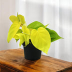 Philodendron scandens 'Micans Lime' 3-4 plants/pot