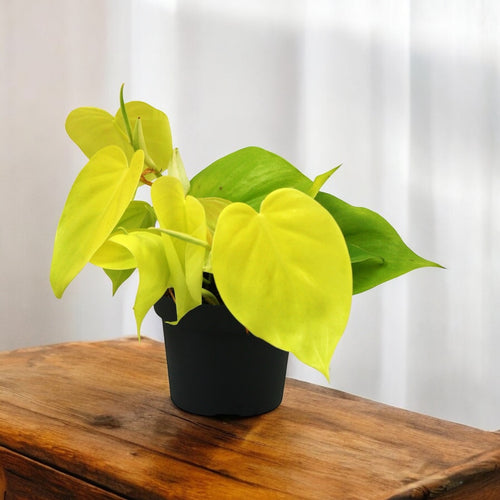 Philodendron scandens 'Micans Lime' 3-4 plants/pot – Secret Garden Plant  Shop