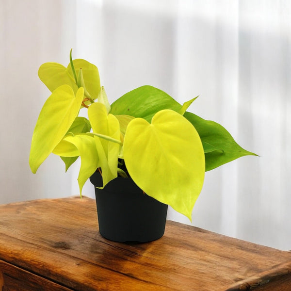 Philodendron scandens 'Micans Lime' (Philodendron Hederaceum Lemon Lime) 3-4 Pflanzen/Topf