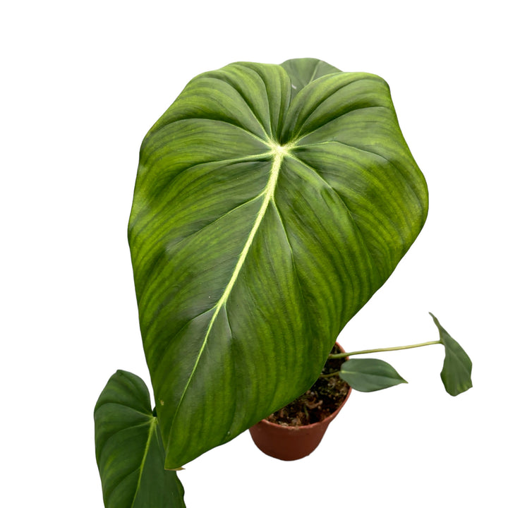 Philodendron pastazanum