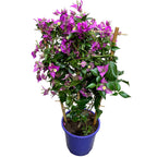 Bougainvillea 'Alexandra' - Fioletowy kwiat papierowy D17