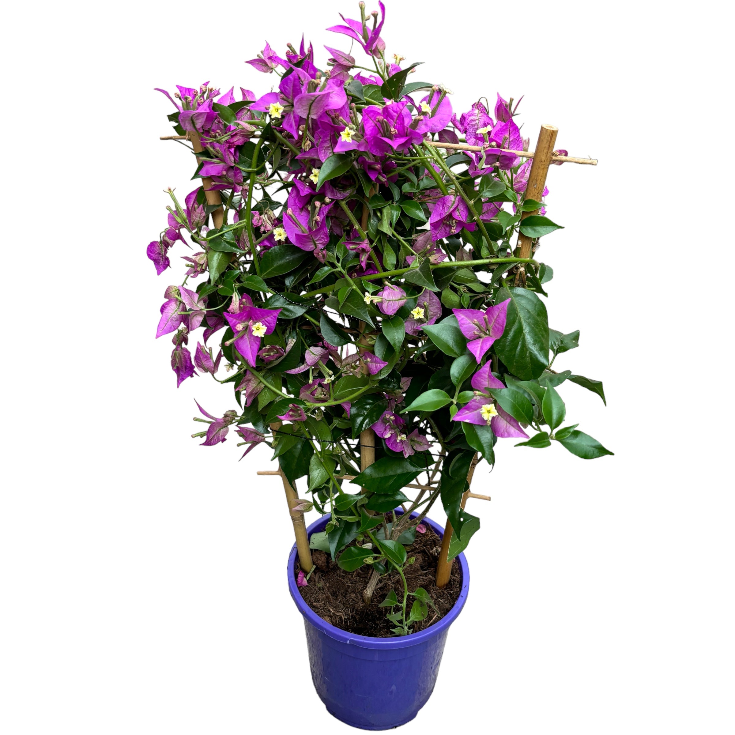 Bougainvillea 'Alexandra' - Floarea de hartie mov D17