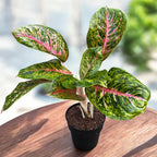 Aglaonema 'Spring Red’ - exemplar XL