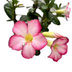 Adenium obesum 'Pink Star' (trandafirul desertului) D9