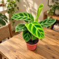 Calathea Zebrina (Plante Zèbre) - bébé plante
