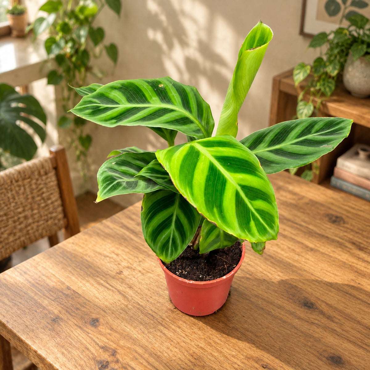 Calathea Zebrina (Zebra Plant) - baby plant