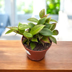 Hoya 'Sunrise' - macetas completas