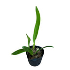 Cattleya labiata var. semi-alba parfumata