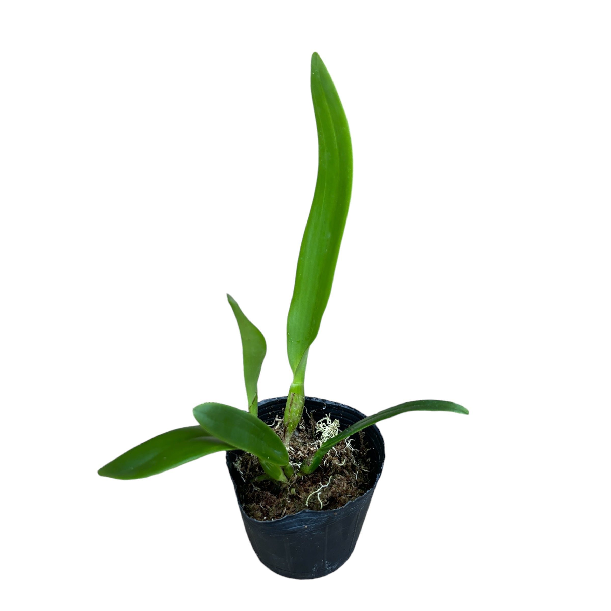 Cattleya labiata var. semi-alba parfumata