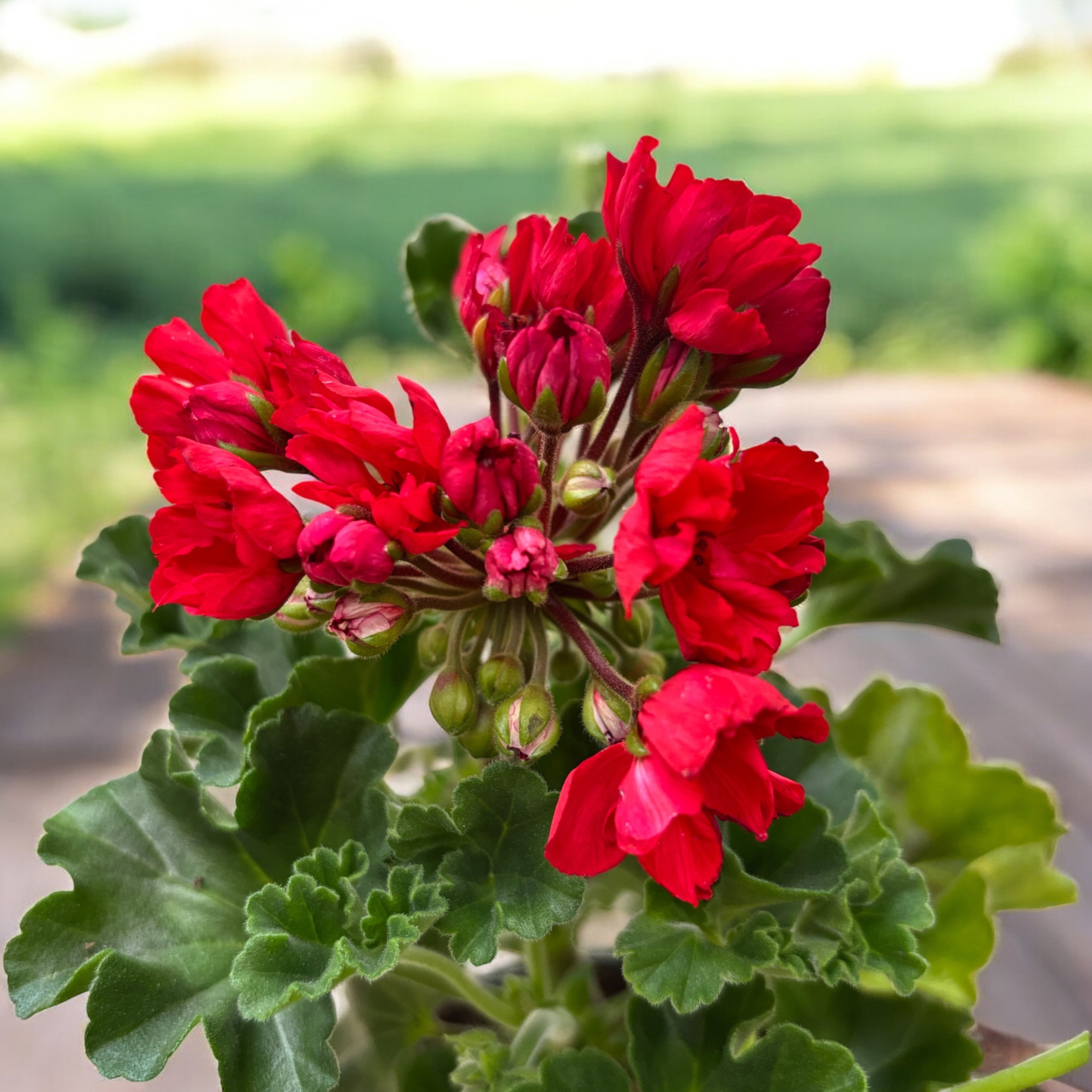 Muscata trandafir - Pelargonium Royal Rosebud ‘Carmen Andrea’