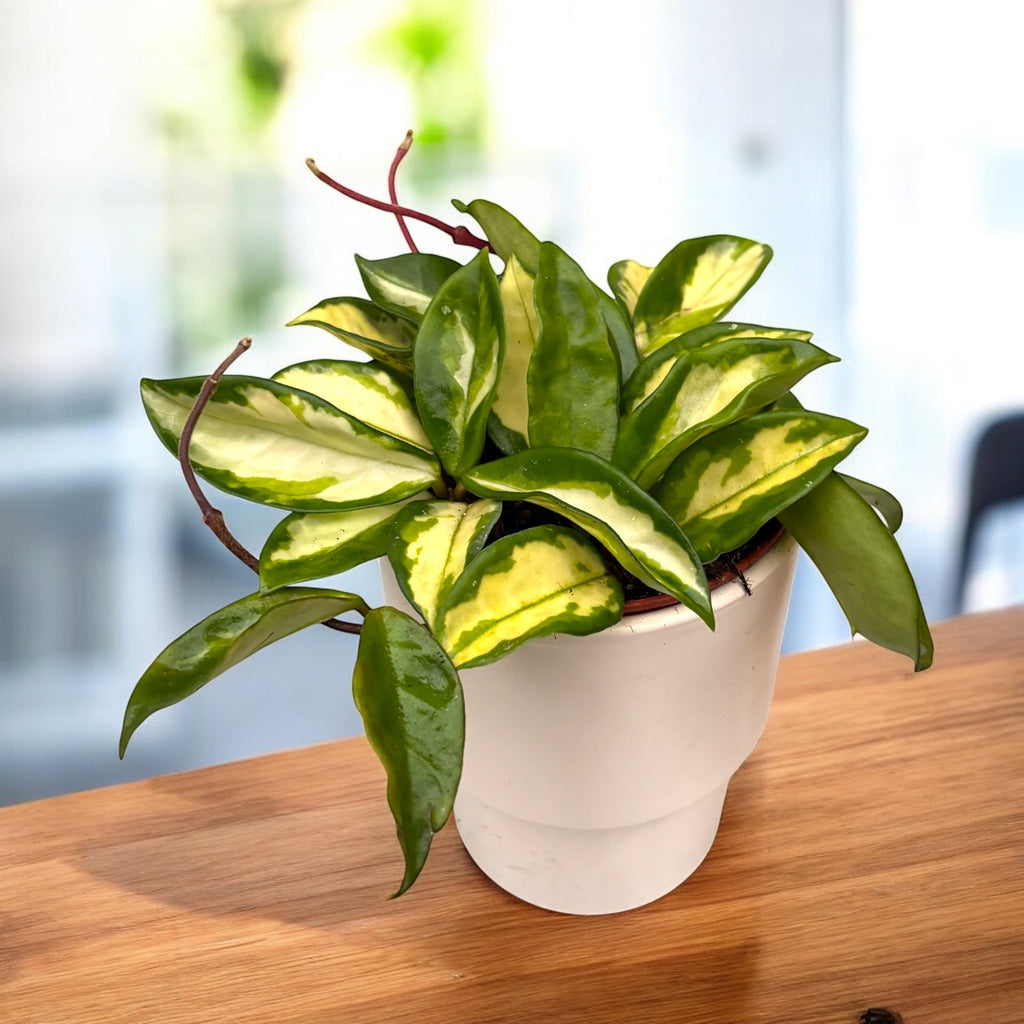 Hoya carnosa 'Tricolor' (Krimson Princess) - volle Töpfe, 4-5 Pflanzen pro Topf