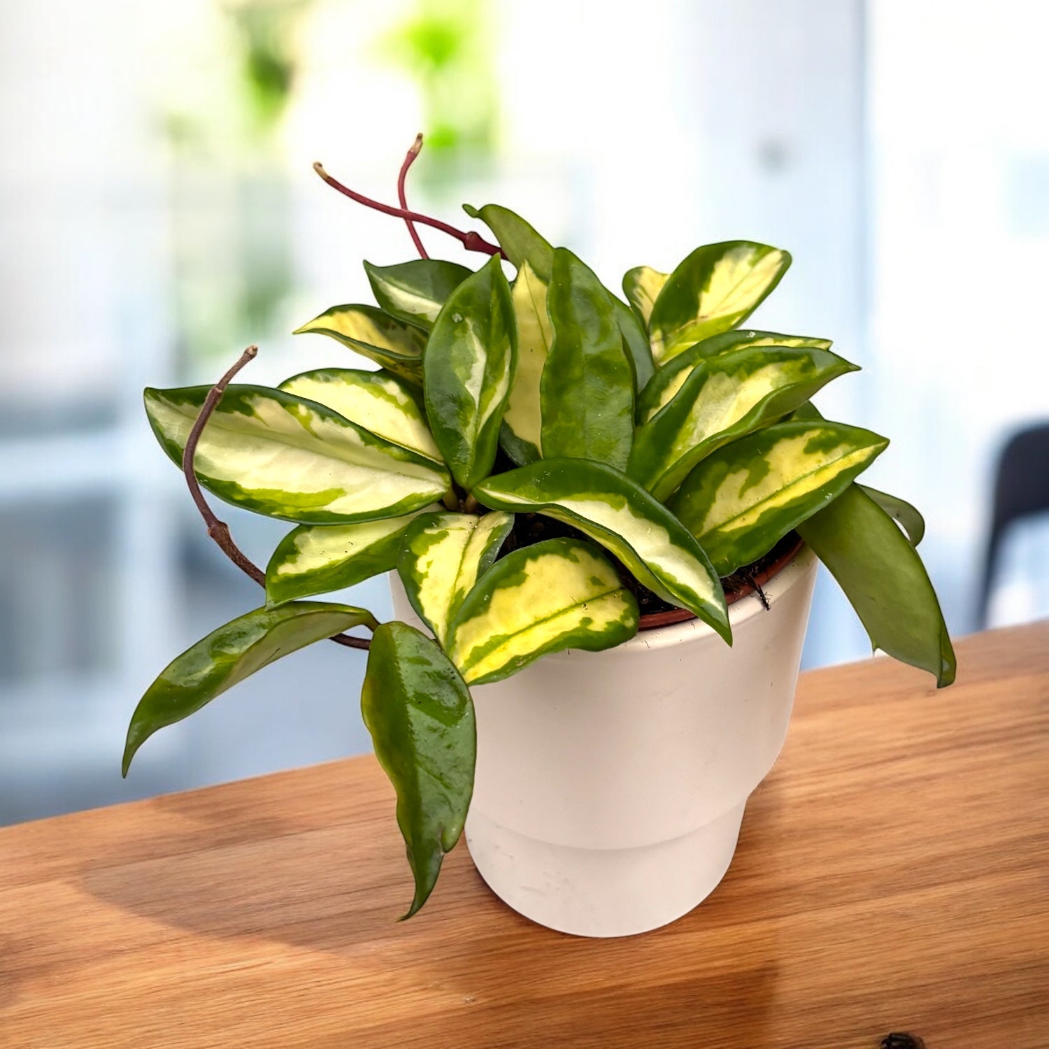 Hoya carnosa 'Tricolor' (Krimson Princess) - full pots, 4-5 plante/ghiveci