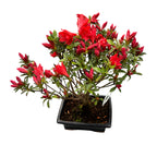 Bonsai Rhododendron cu flori rosii