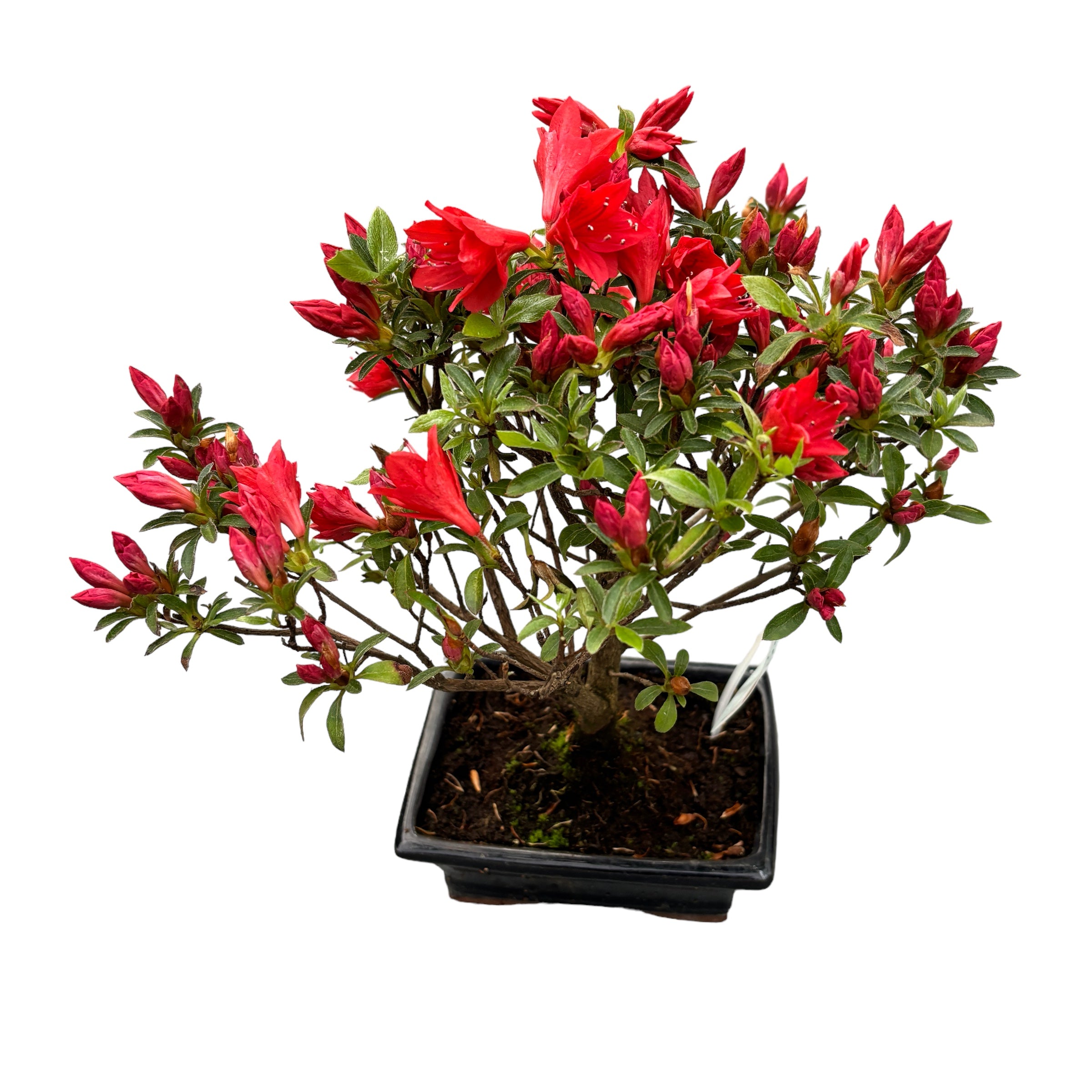 Bonsai Rhododendron cu flori rosii