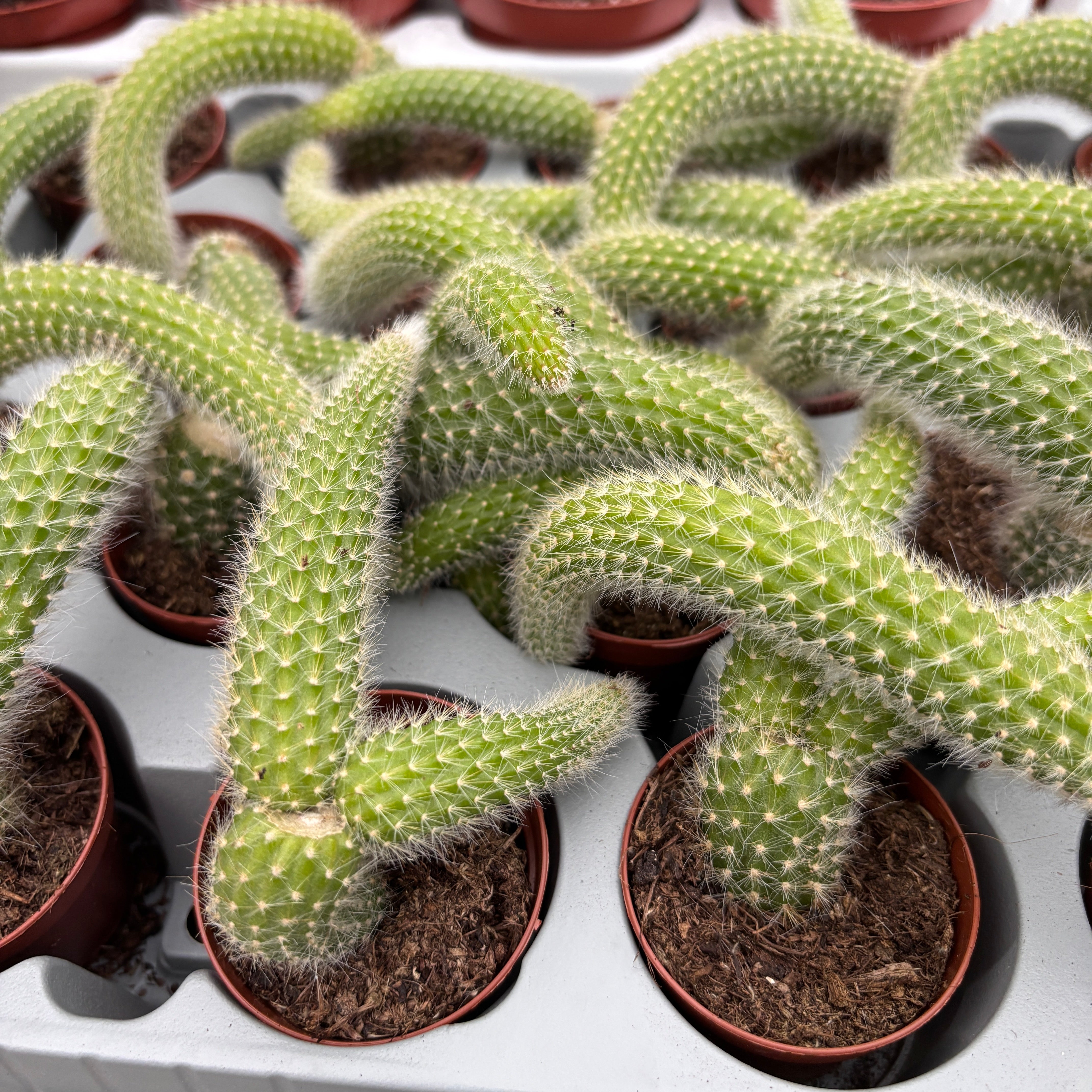 Cleistocactus colademononis (Majomfarok kaktusz) D5 – Secret