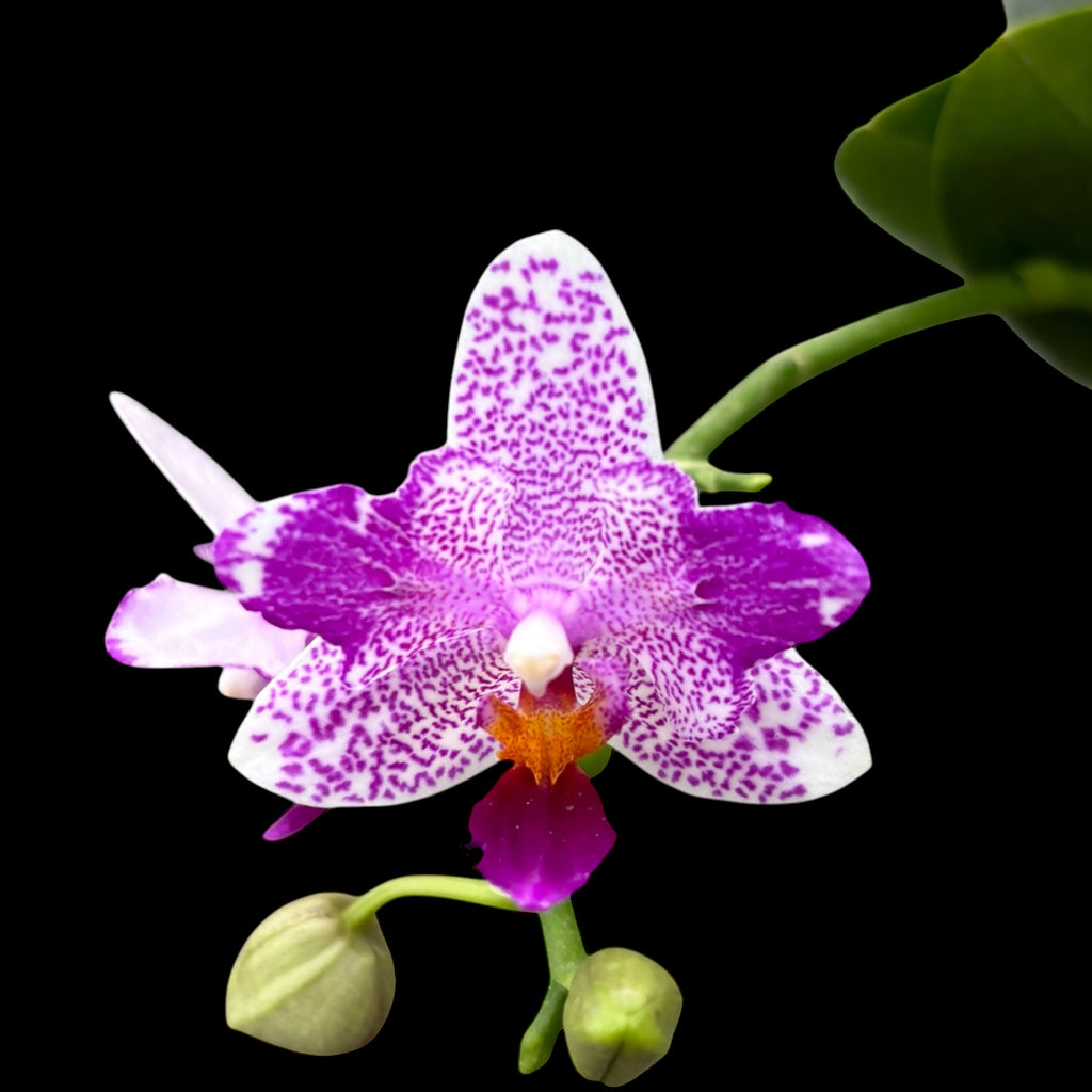 Phalaenopsis Hualien Pink Galaxy '272' (pelorikus) - illatos virágok