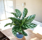 Calathea concinna ‘Freddie’