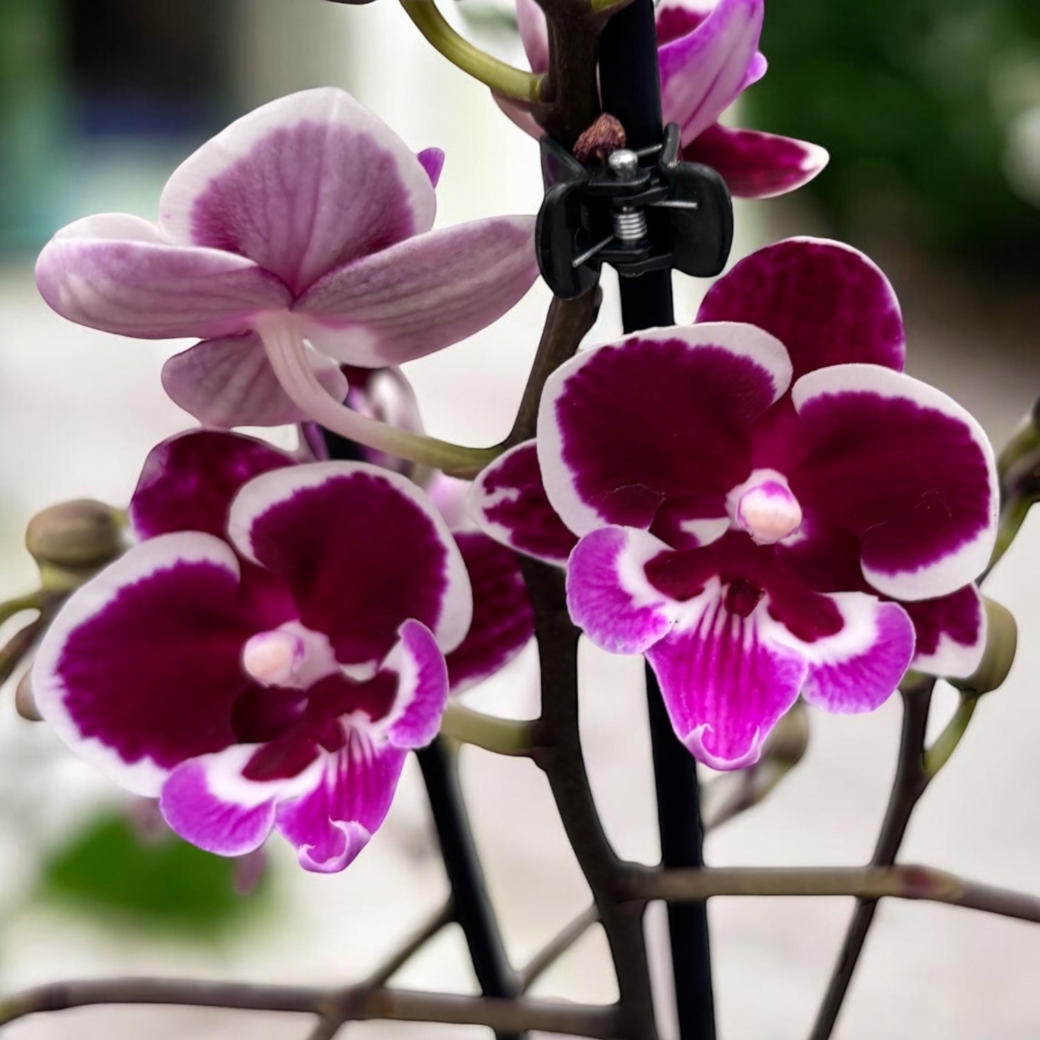 Phalaenopsis Younghome Chocolate big lip