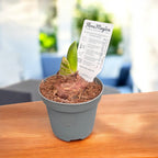 Amaryllis (Hippeastrum) ‘Kolibri Harlequin’ – varietate dubla, crem cu margini roz delicate