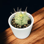 Euphorbia meloformis variegated