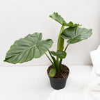 Alocasia gageana California