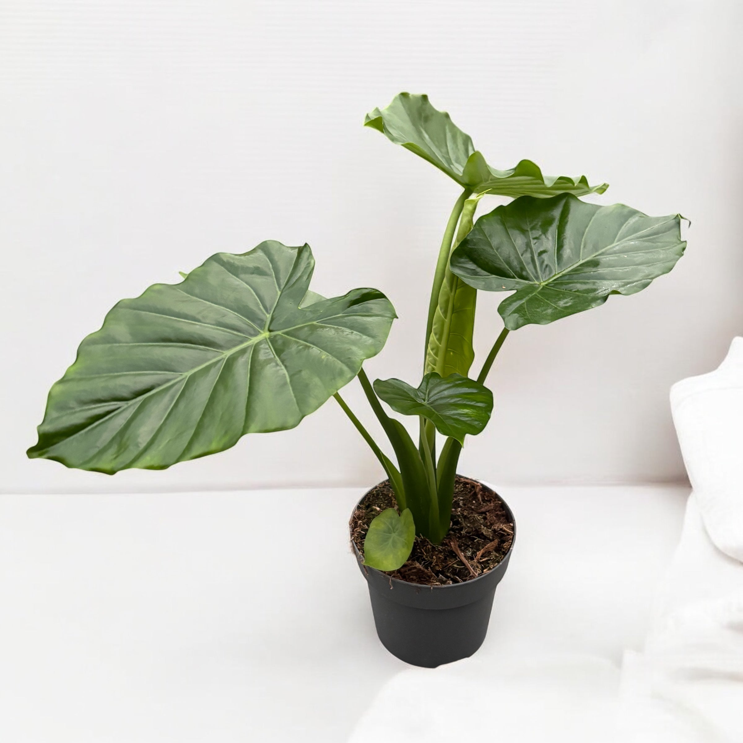 Alocasia gageana California