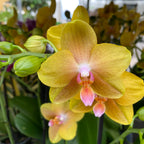 Phalaenopsis Sentido mirisni