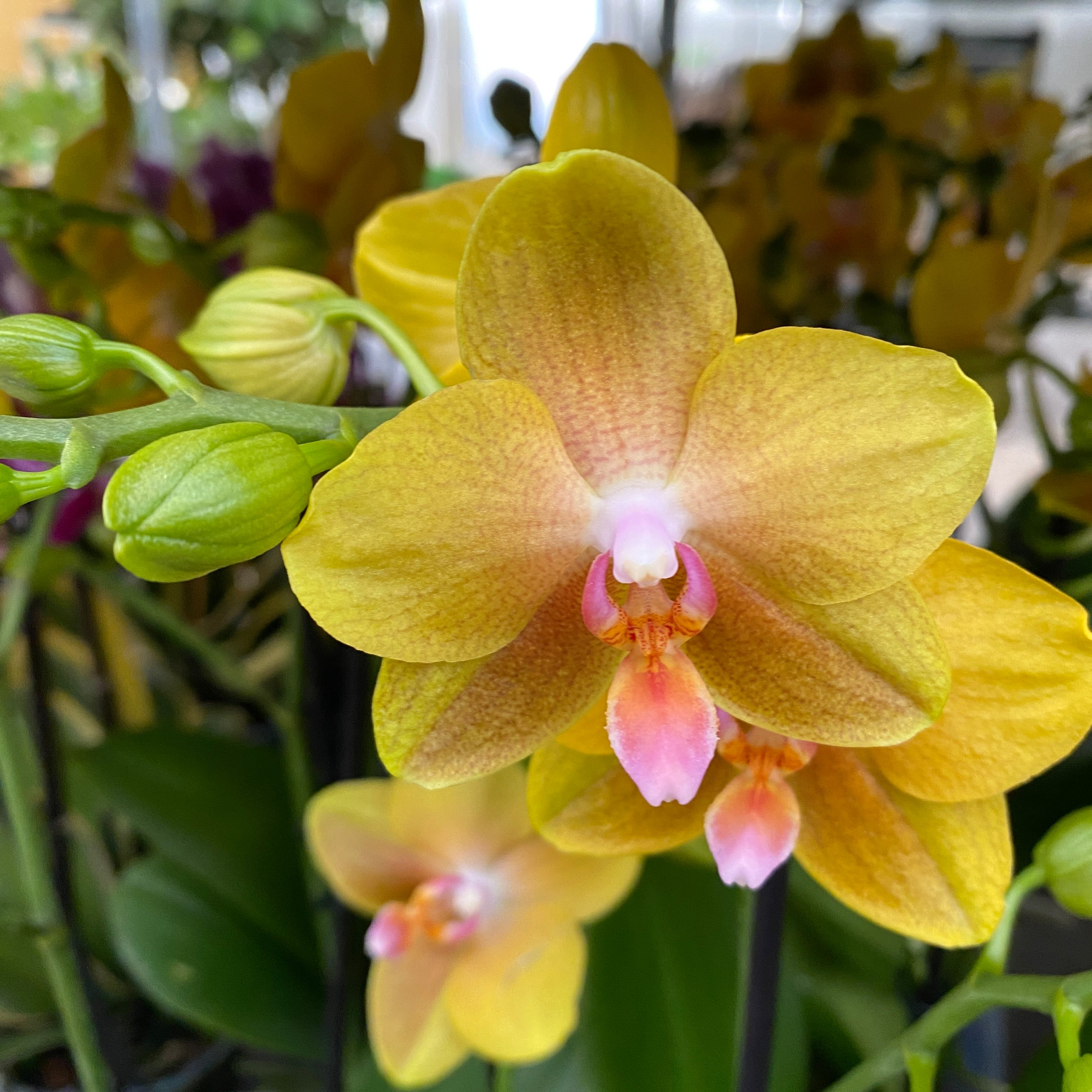Phalaenopsis Sentido parfumat