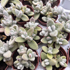 Kalanchoe Eriophylla (Snow White Panda Plant)