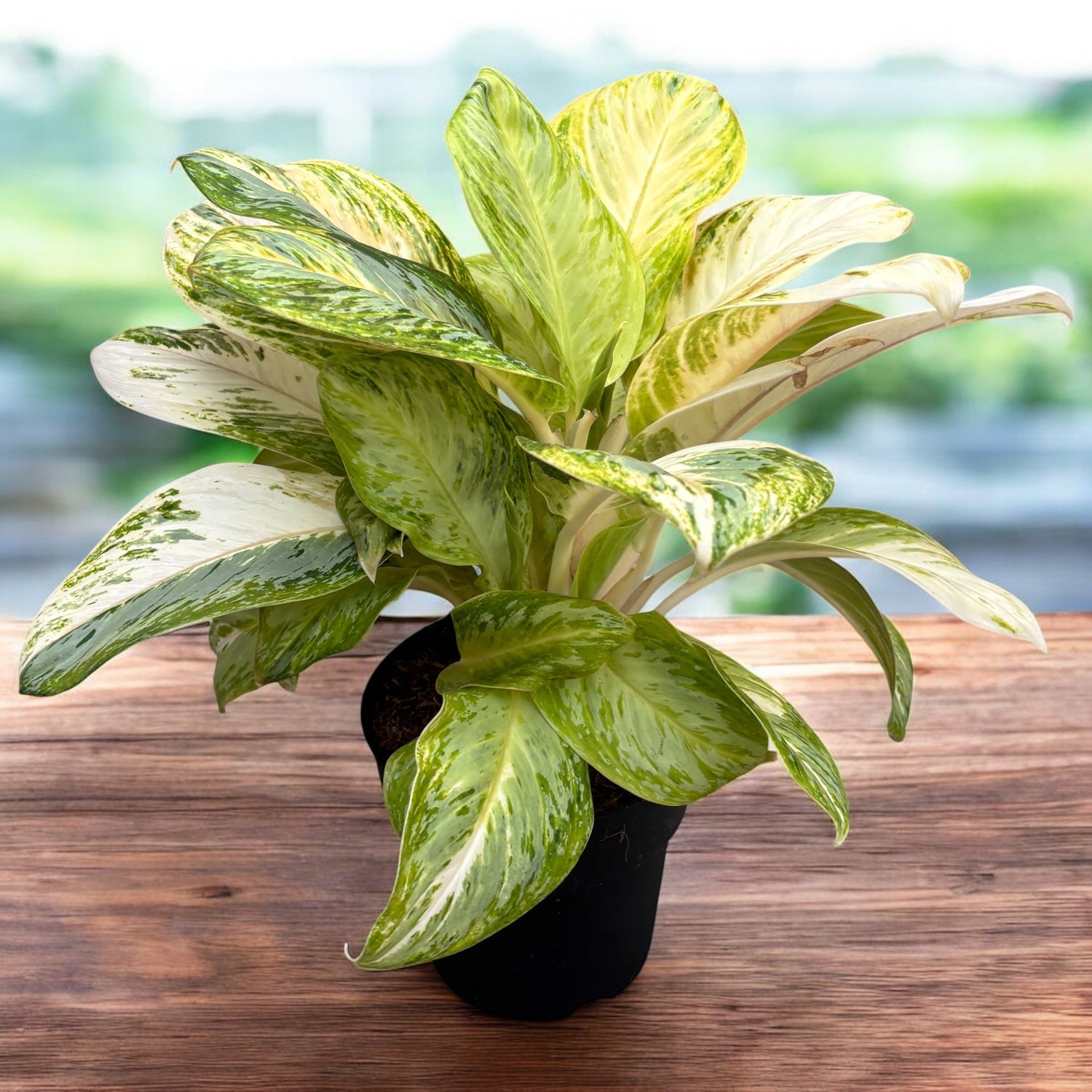 Aglaonema 'Arctic Lime' - frunzis tropical in nuante de verde lime in varianta XL