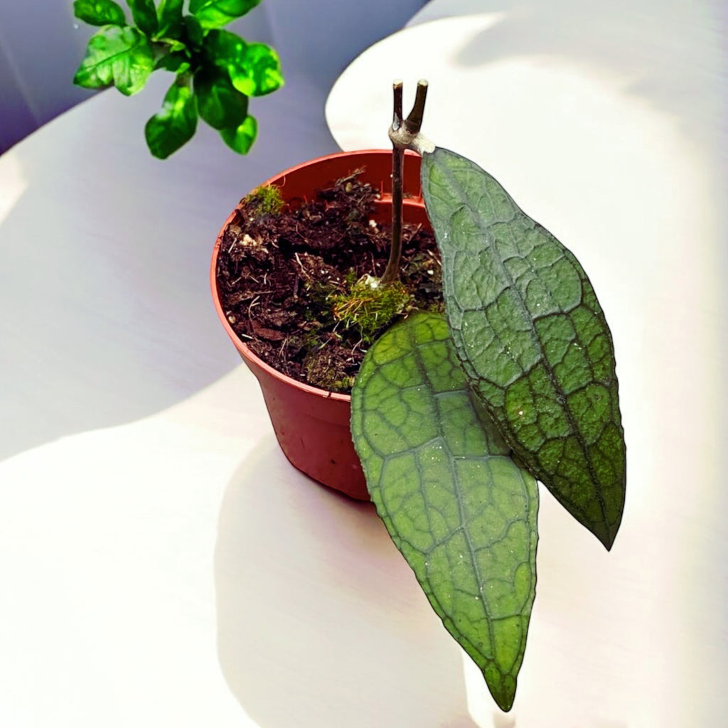 Hoya clemensiorum sp. Суматра