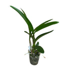 Lc. Puppy Love 'Prava Ljepota' HCC/AOS *mirisna