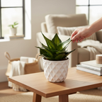 Sansevieria Hahnii ’Green Mould Variegated'