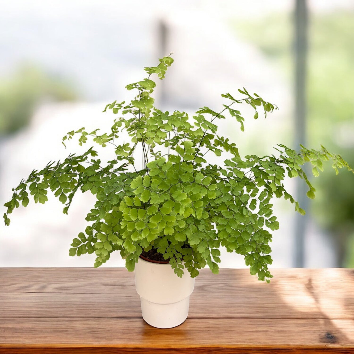 Adiantum raddianum ‘Fragrans’ – finom levelű, trópusi levelekkel rendelkező páfrány