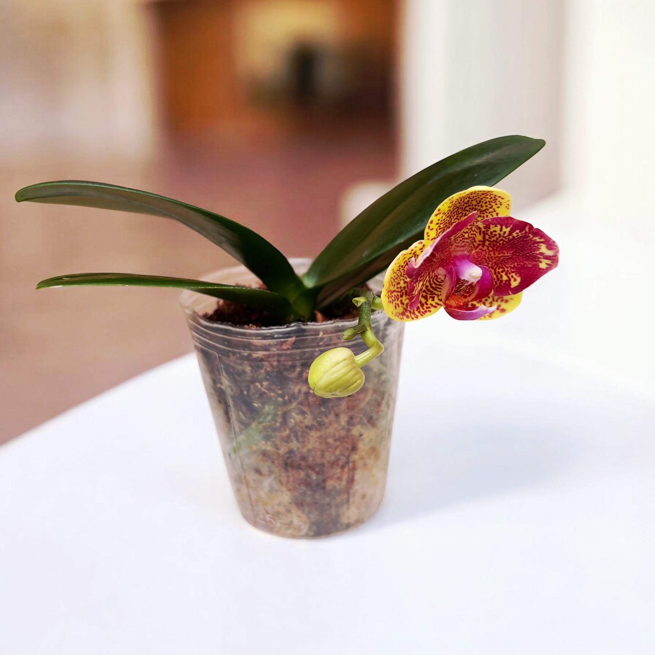 Phalaenopsis Sogo Vieker (peloric)