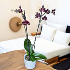 Phalaenopsis Black Jack