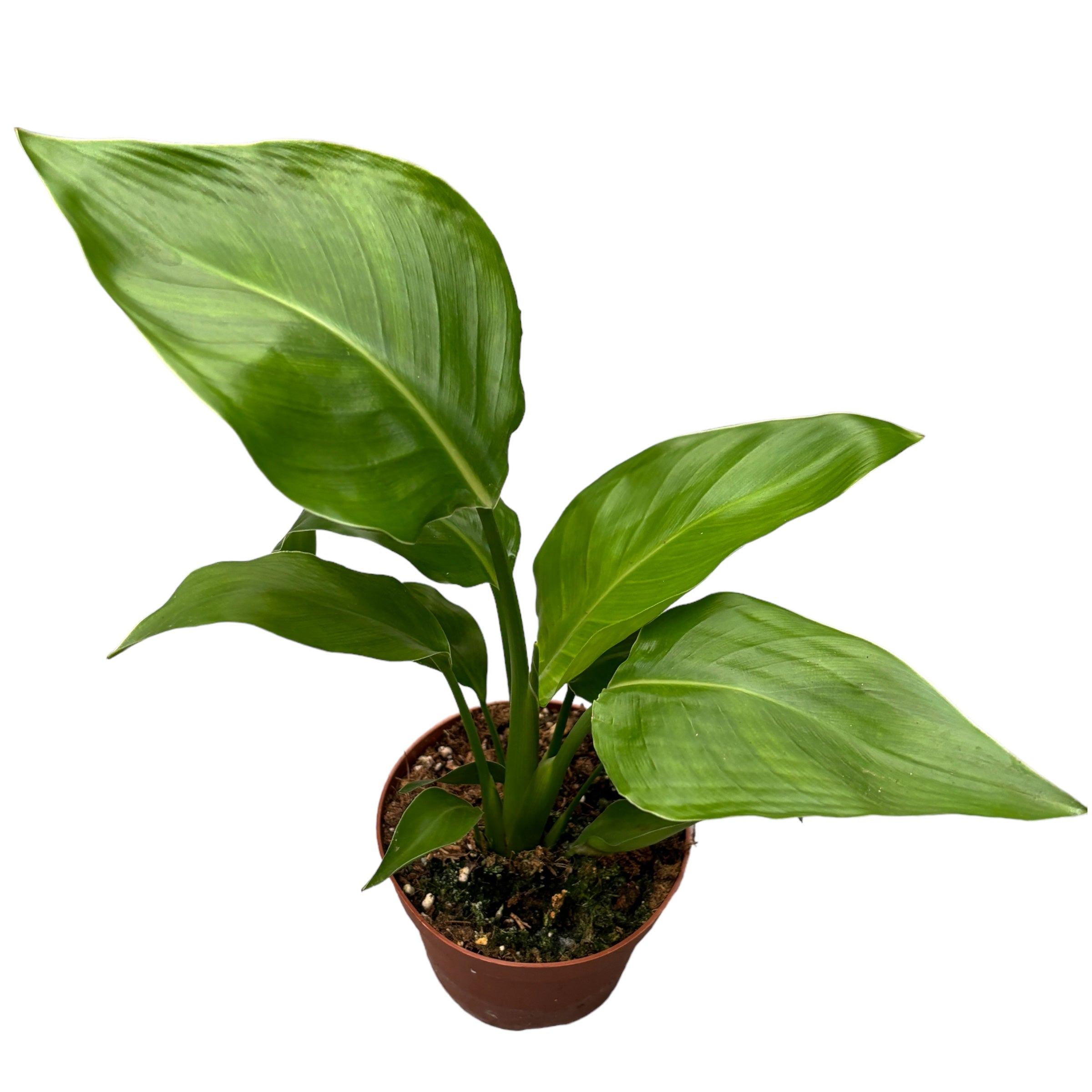 Strelitzia Nicolai (Pasarea Paradisului) D9