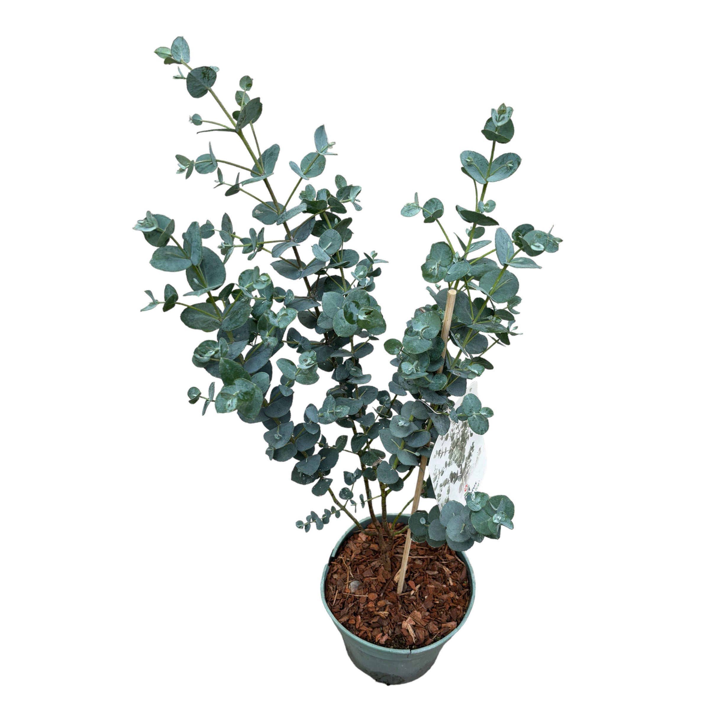 Eucalipt - Eucalyptus gunnii 'Blue Ice'